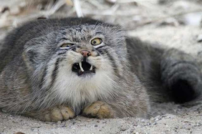 will raccoon attack cats will raccoon attack cats