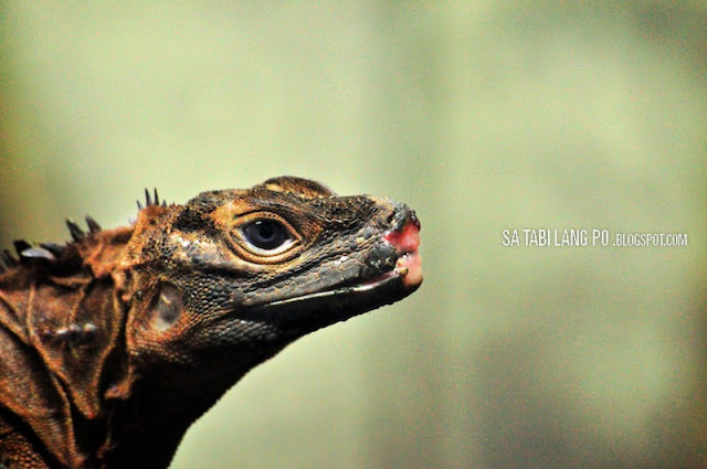 iguana reptile closeup disease manila zoo