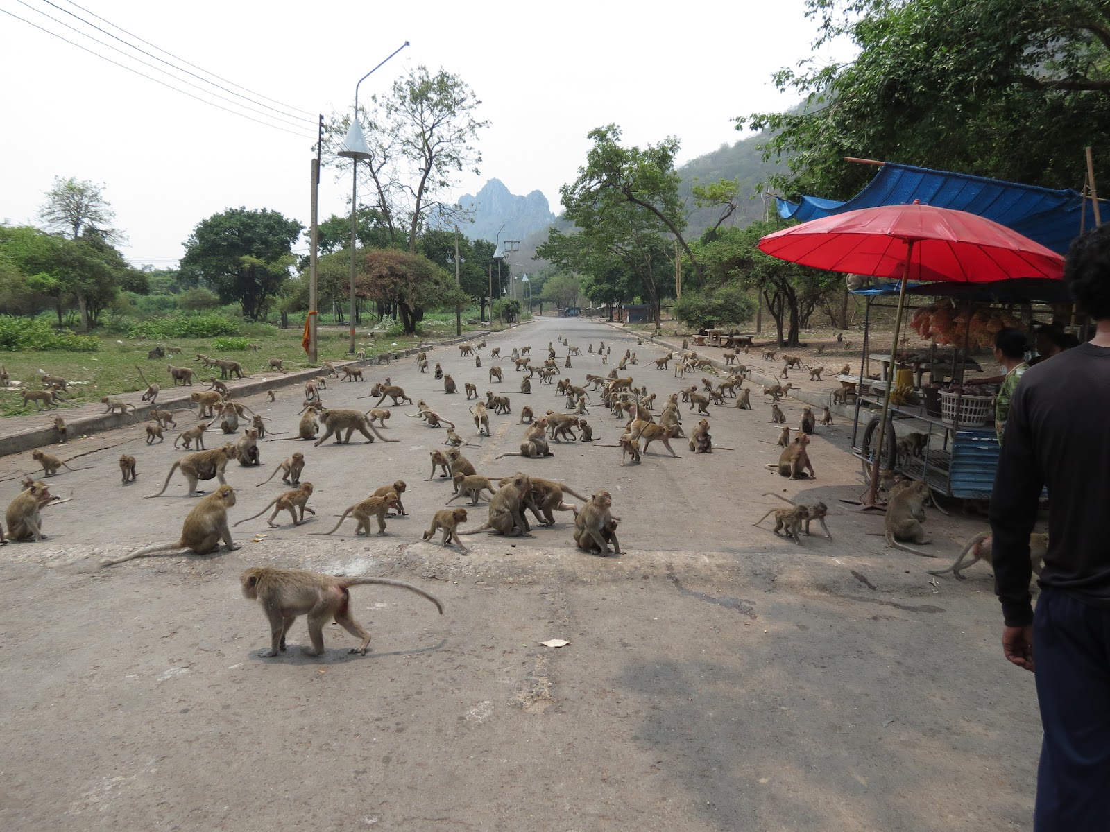 My Thailand Adventure Monkey Mountain