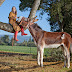 World's Tallest Living Donkey - Oklahoma Sam