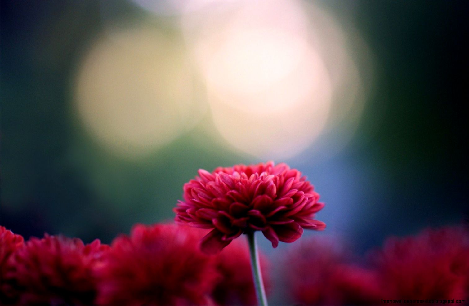 Orange Flowers Chrysanthemums Blur Photo 6910452 Orange Flowers Chrysanthemums Blur Photo 6910452