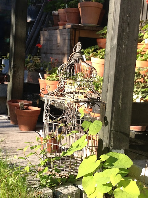 Hage med pelargonier: juni 2013