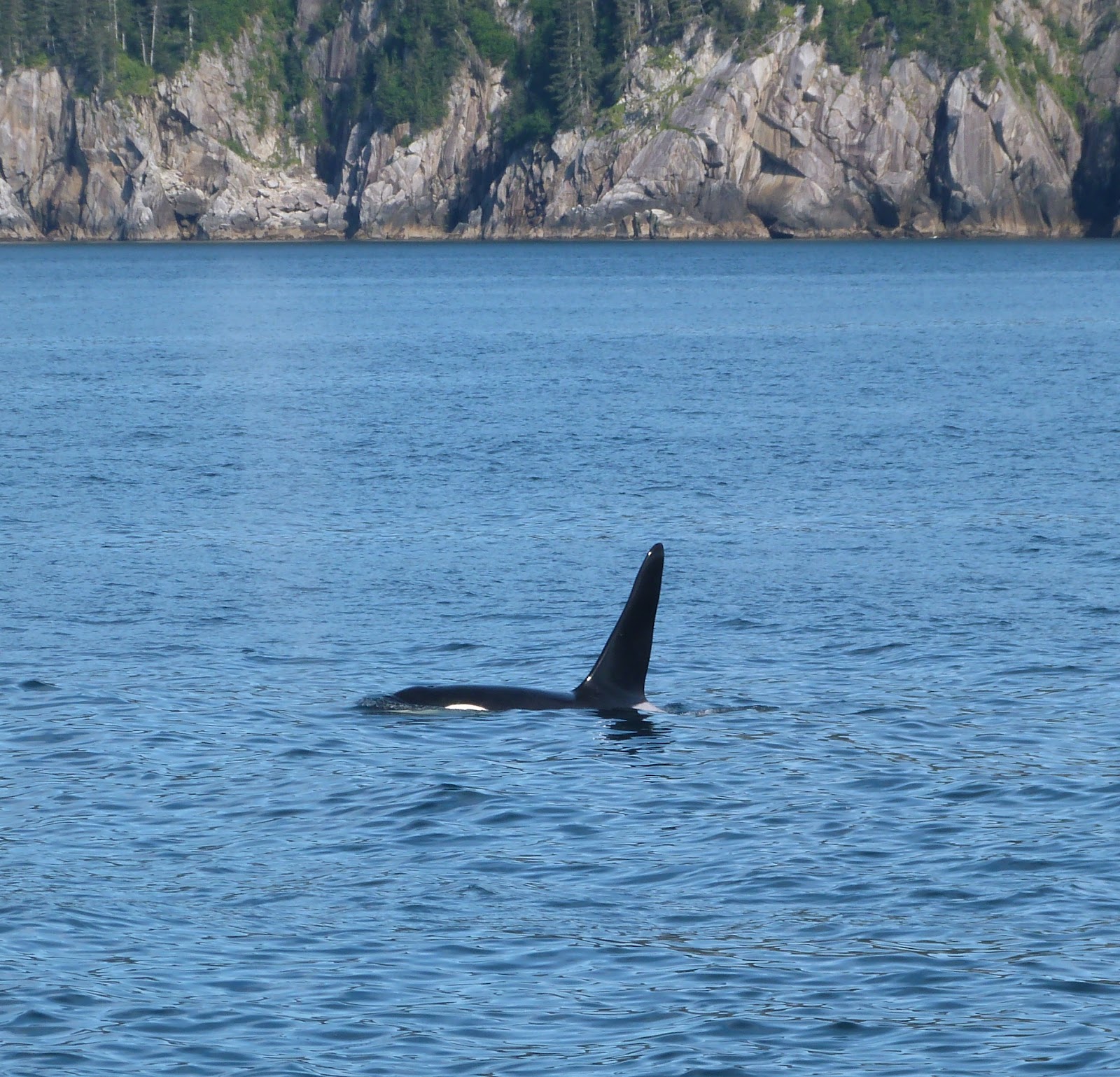 Albums 94+ Wallpaper Why Do The Dorsal Fins Of Orca Curl Stunning