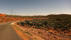 Plantation de cactus