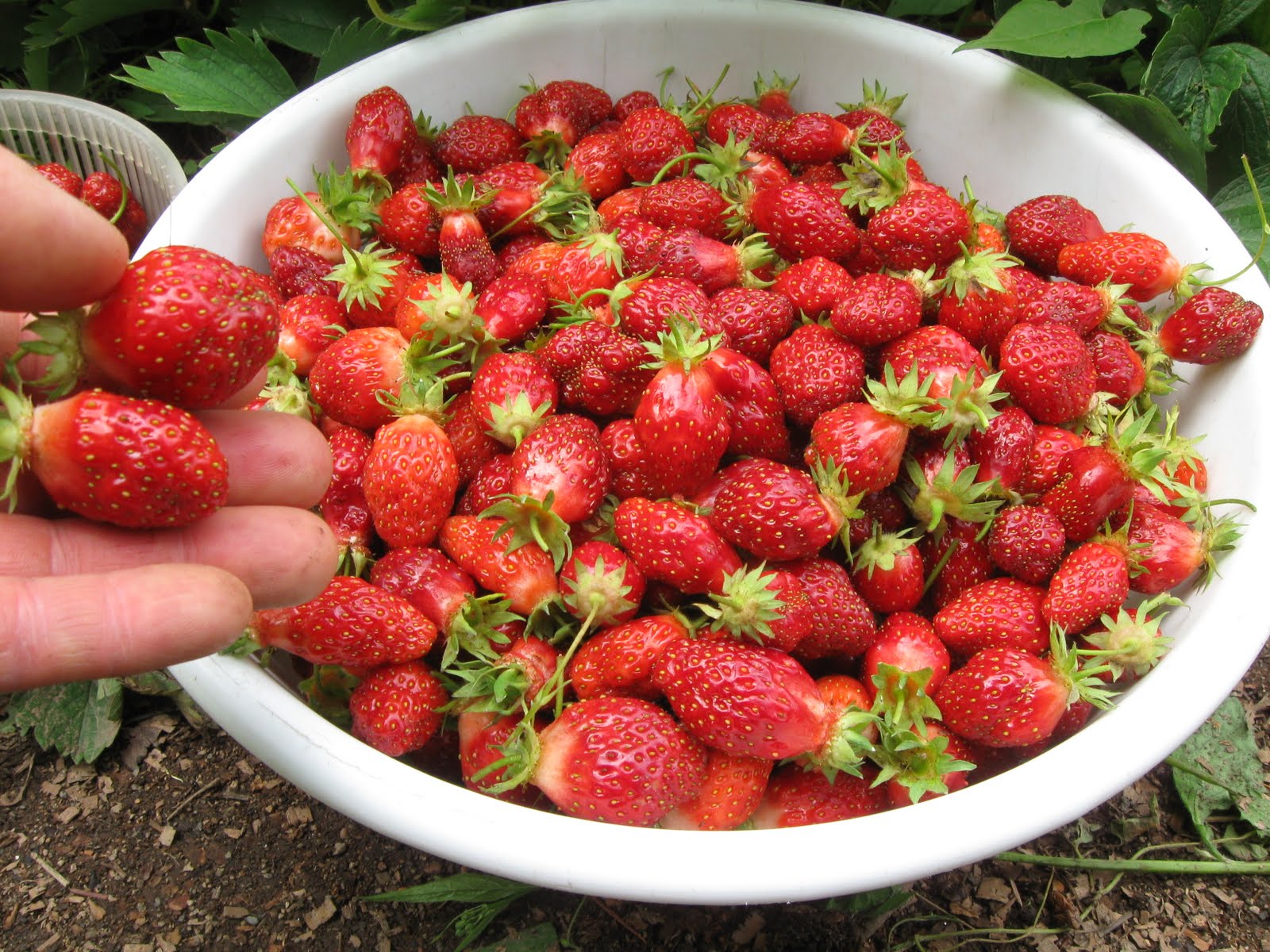 Our Subsistence Pattern Everbearing Strawberries The Gift That Keeps