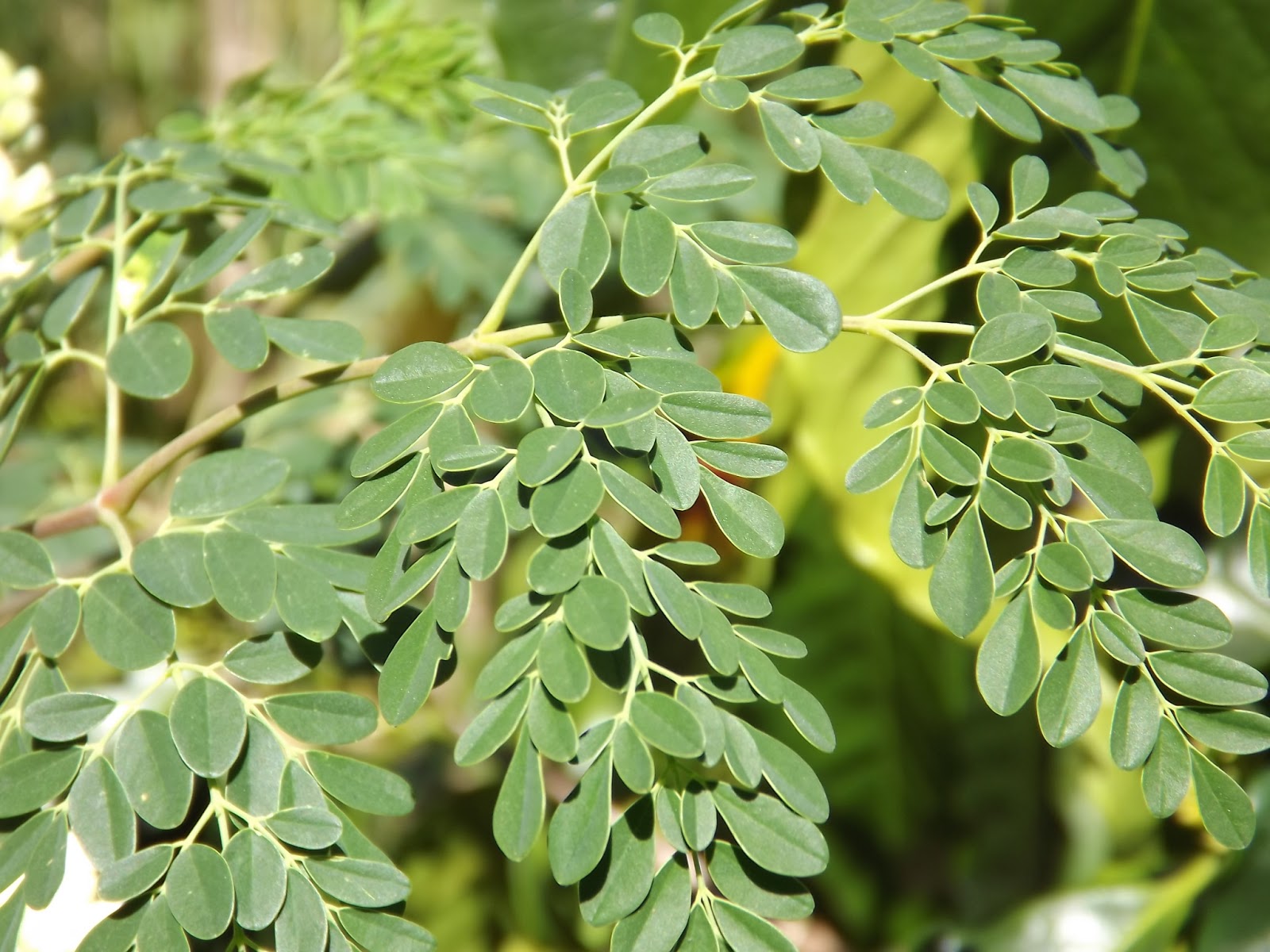 Grupo Moringa Costa Rica MORINGA COSTA RICA EN LA FERIA