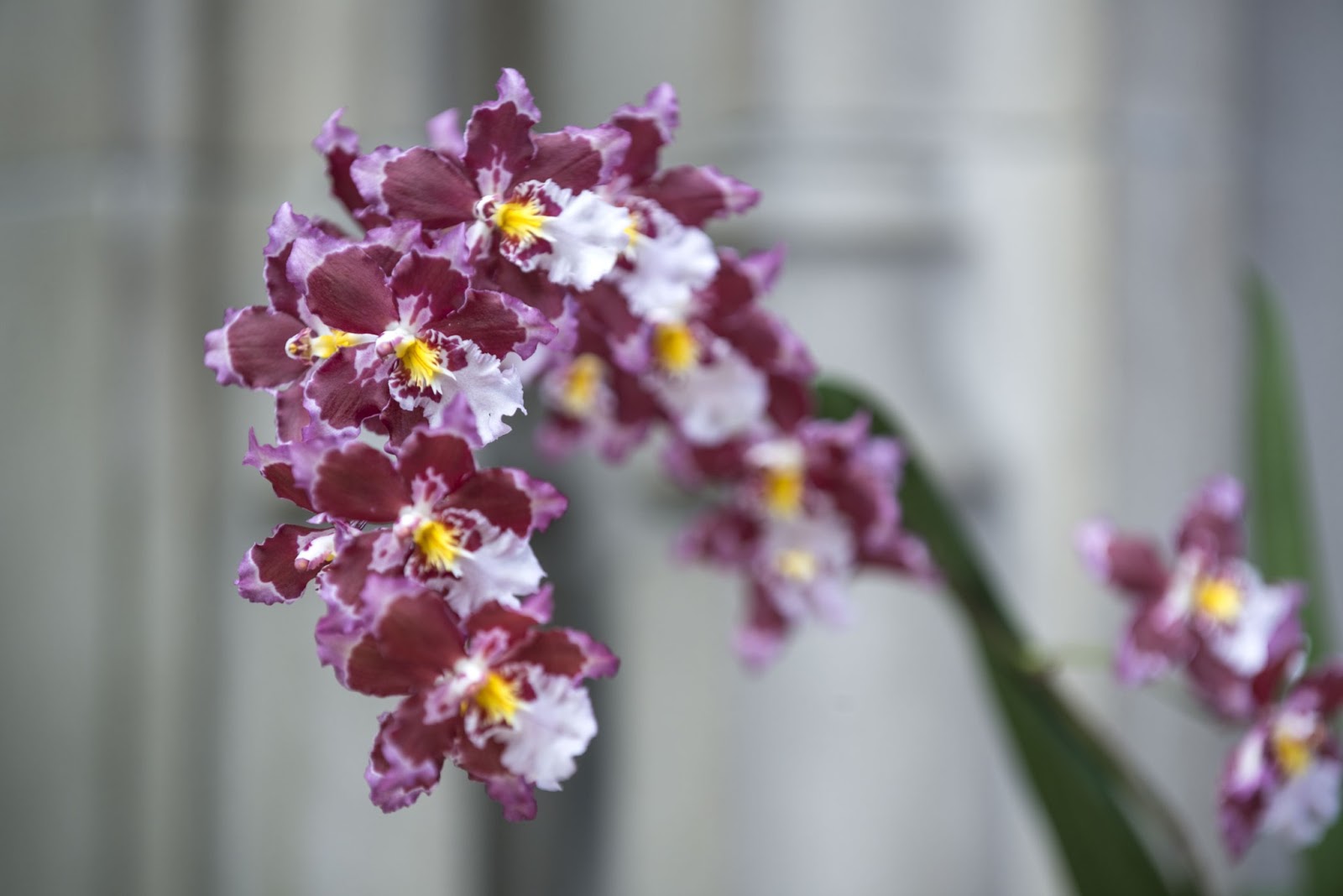 biltmore reinvents festival of flowers plus tips on orchid care biltmore reinvents festival of flowers plus tips on orchid care