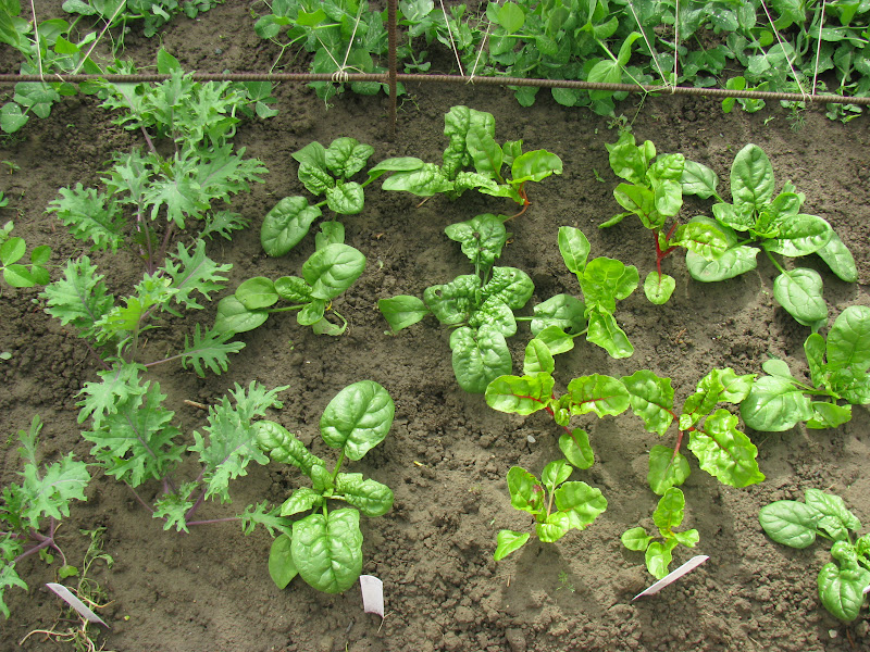 BLD in MT Living a Simple Life in This Interconnected