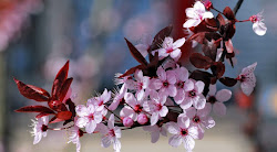 Cerezos en flor