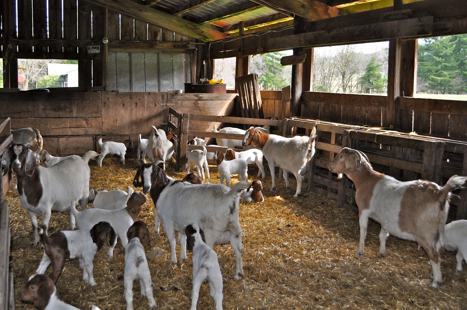Goat Barn