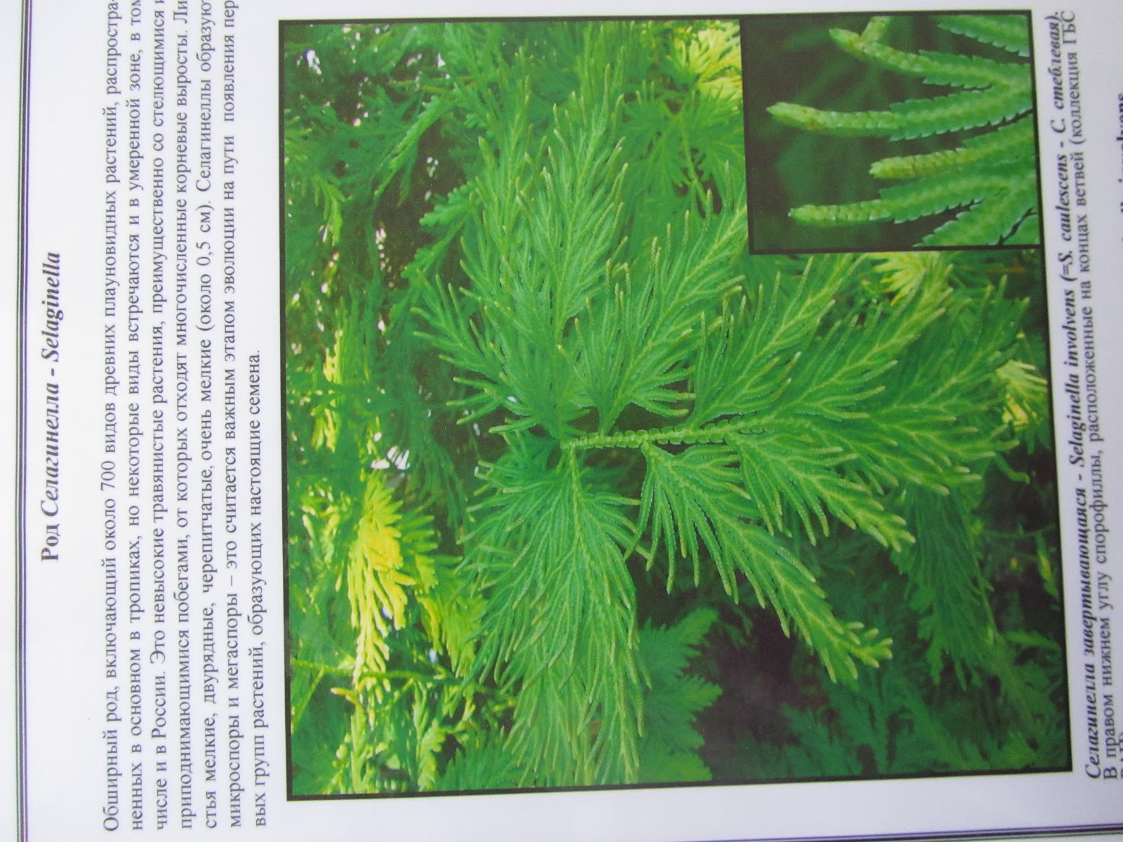 гербарий по биологии 5 класс образец