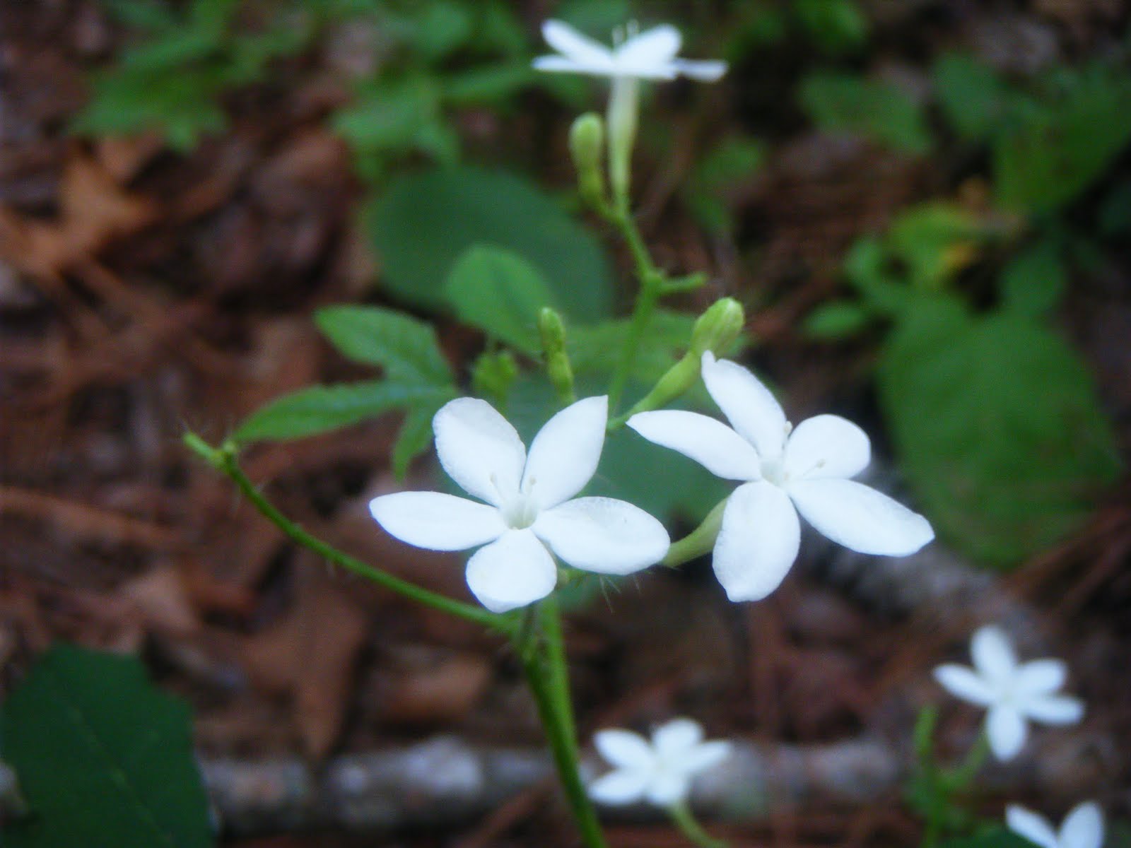 The Botanical Hiker Coastal Plain Plants