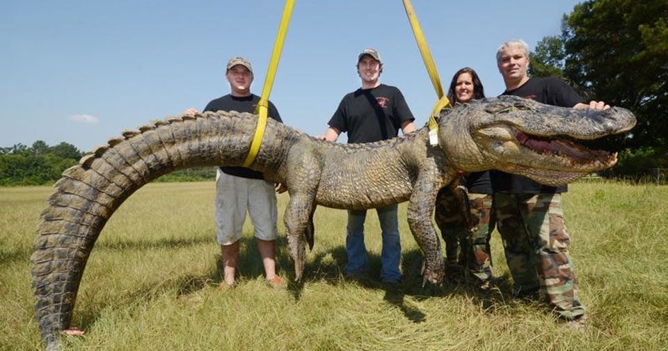 741Pound Gator Caught In Mississippi Believed To Be The Biggest