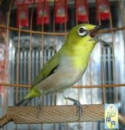 Cara Memilih Burung Pleci Ombyokan Yang Bagus Cara Memilih Burung Pleci Ombyokan Yang Bagus