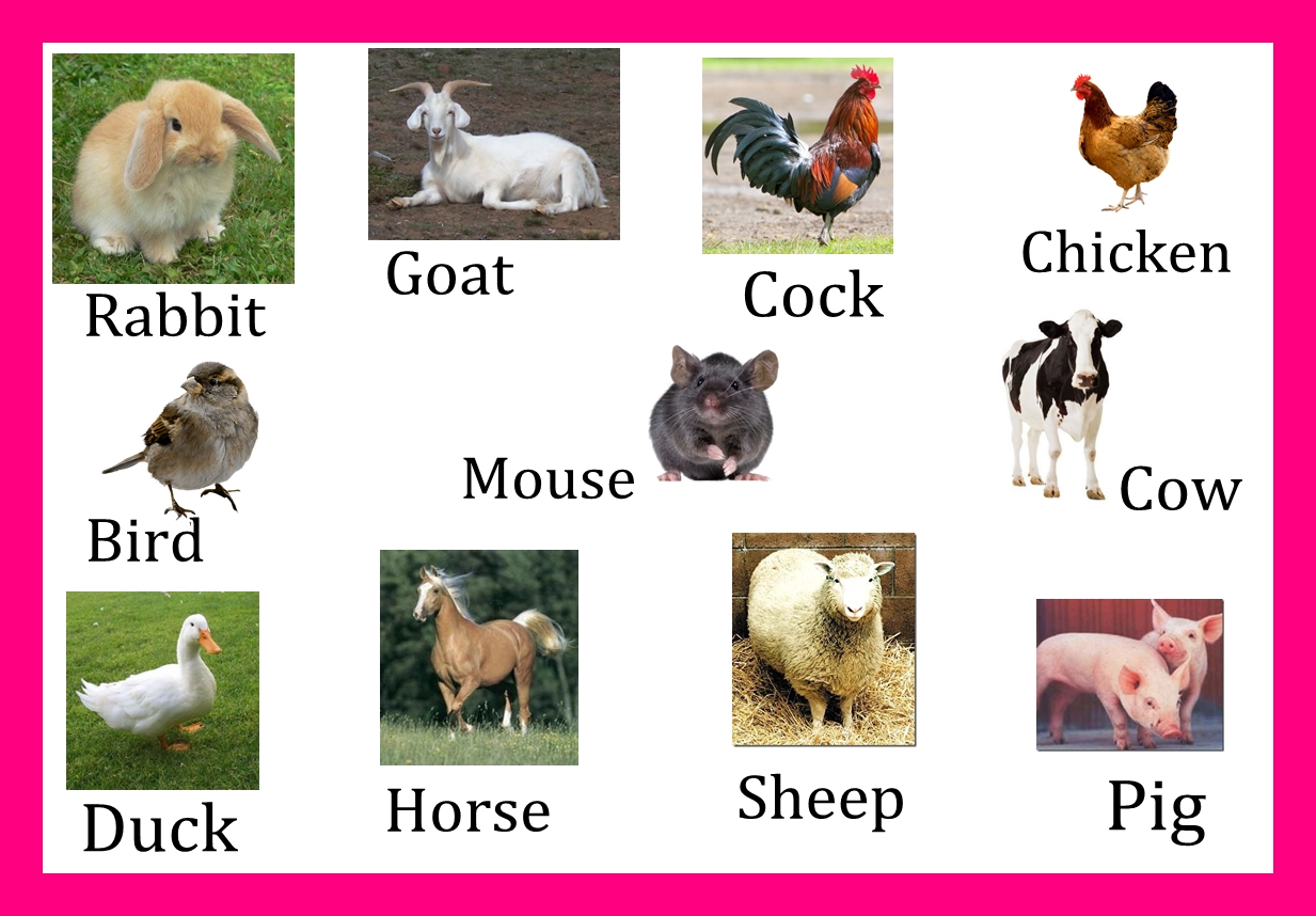 Leer y Aprender Juntos Animales de granja en ingles