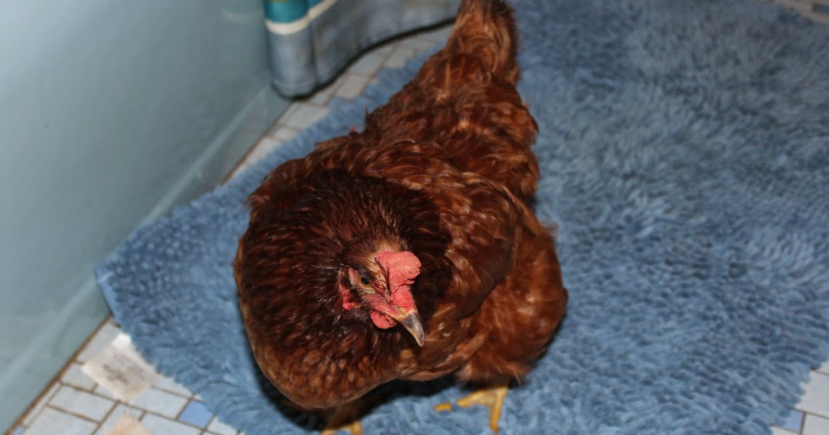 HighTail Farms Our Egg Bound Hen