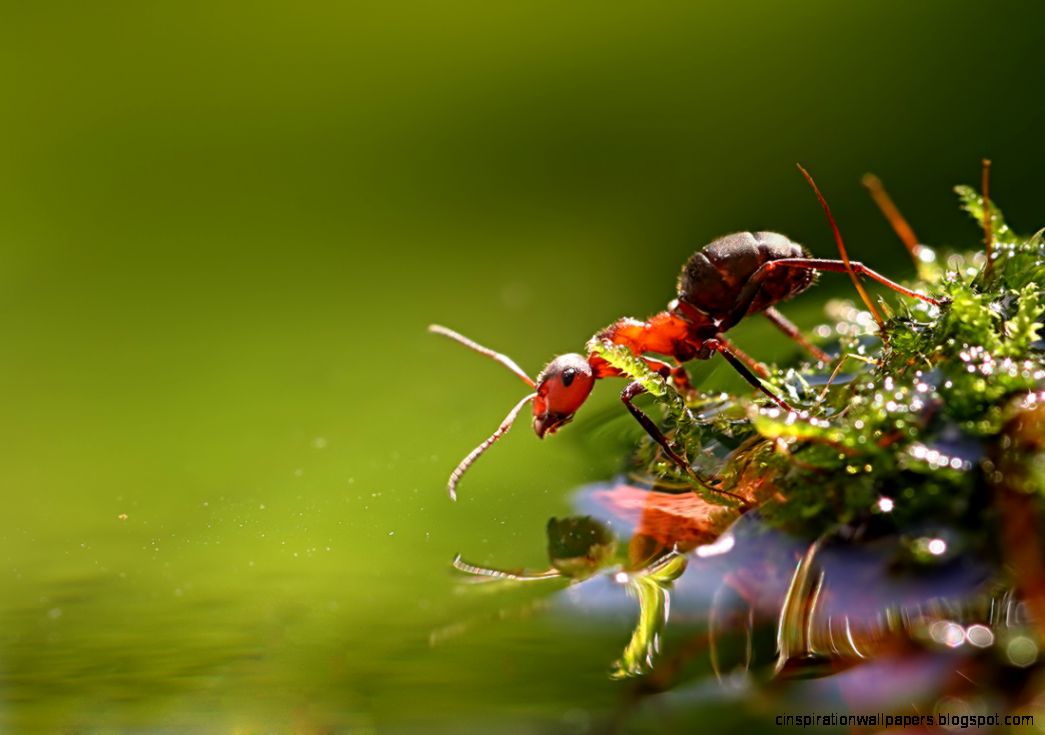 Macro Photography Macro Photography