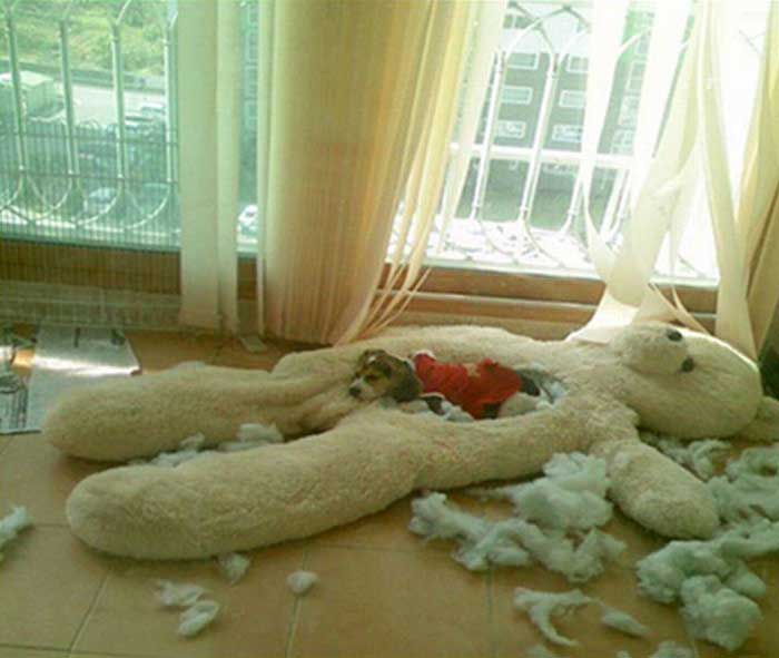 Dog Tears