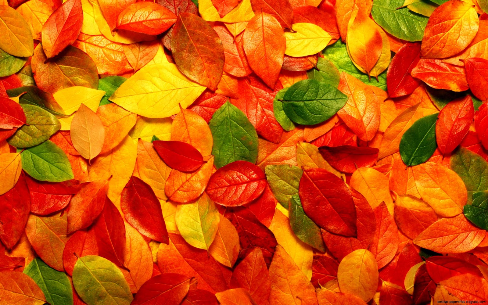 Free Fall Autumn Leaves Wallpaper for Desktop Free Fall Autumn Leaves Wallpaper for Desktop