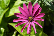 Purple Osteospermum (African Daisy, South African Daisy, Blueeyed Daisy) . (purple osteospermum african daisy south african daisy blue eyed daisy flower close up)
