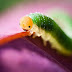 Appeal court won't cater for very hungry Caterpillar's appetite