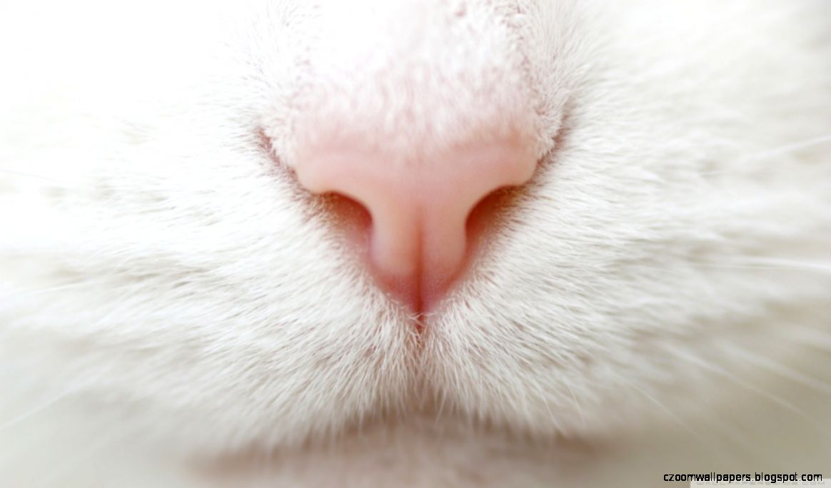 Cat Nose HD desktop wallpaper Widescreen High Definition Cat Nose HD desktop wallpaper Widescreen High Definition