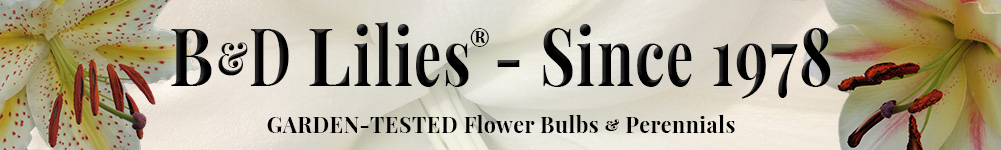 B&D Lilies Garden Blog