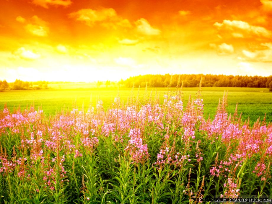 Summer Field wallpapers Crazy Frankenstein Summer Field wallpapers Crazy Frankenstein