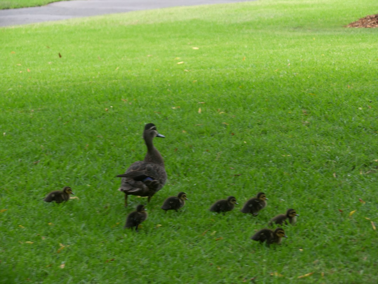 Birding For Pleasure Pacific Black Duck