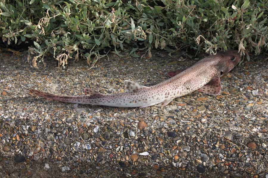 TEMPUS FUGIT concrete metaphors a fish out of water