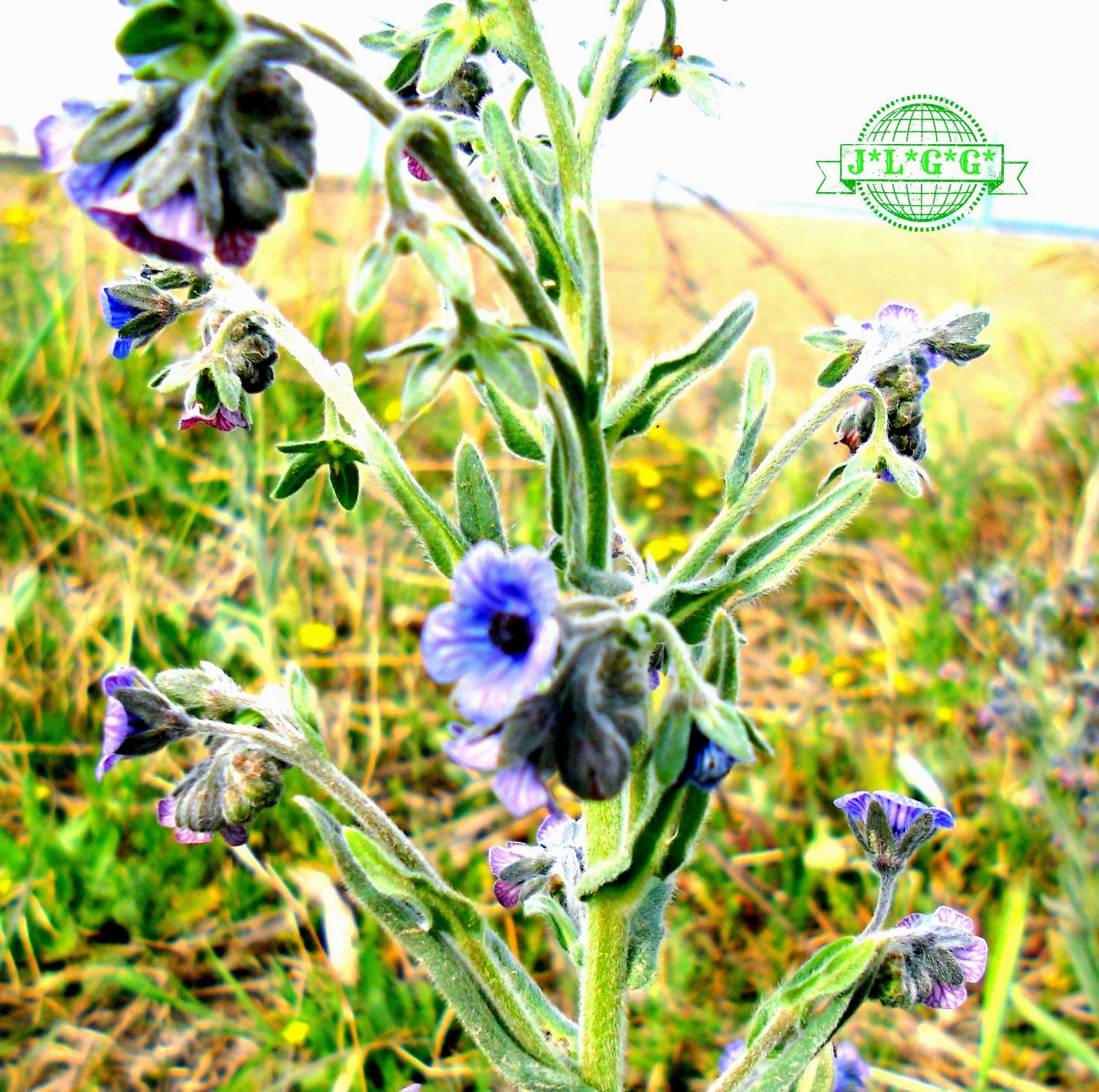 Naturaleza J L * G G*: PLANTA LENGUA DE PERRO JLGG