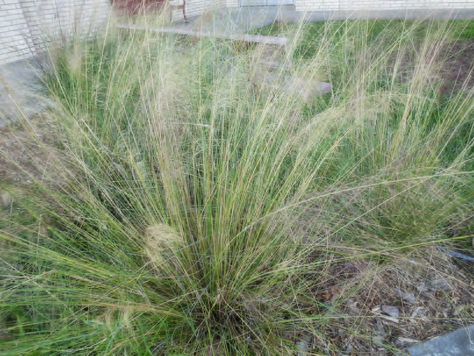 Tropical Texana NATIVE ORNAMENTAL GRASSES FOR SOUTHERN GARDENS
