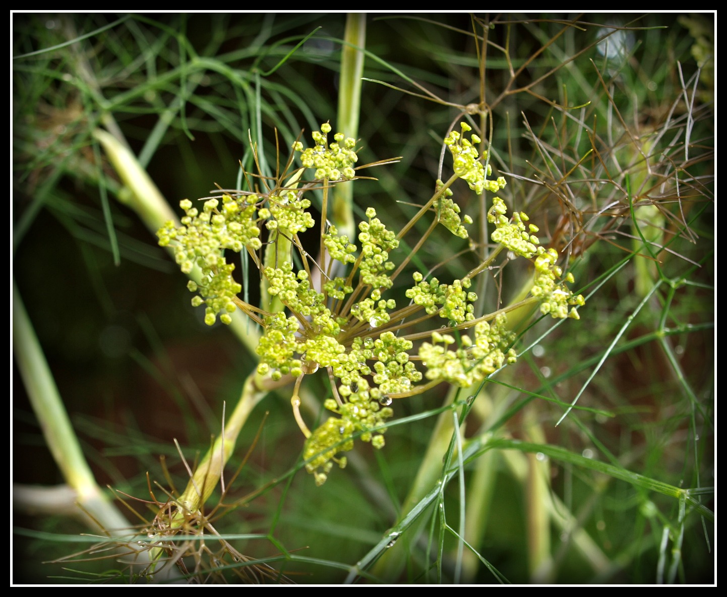 Mark's Veg Plot Bronze Fennel