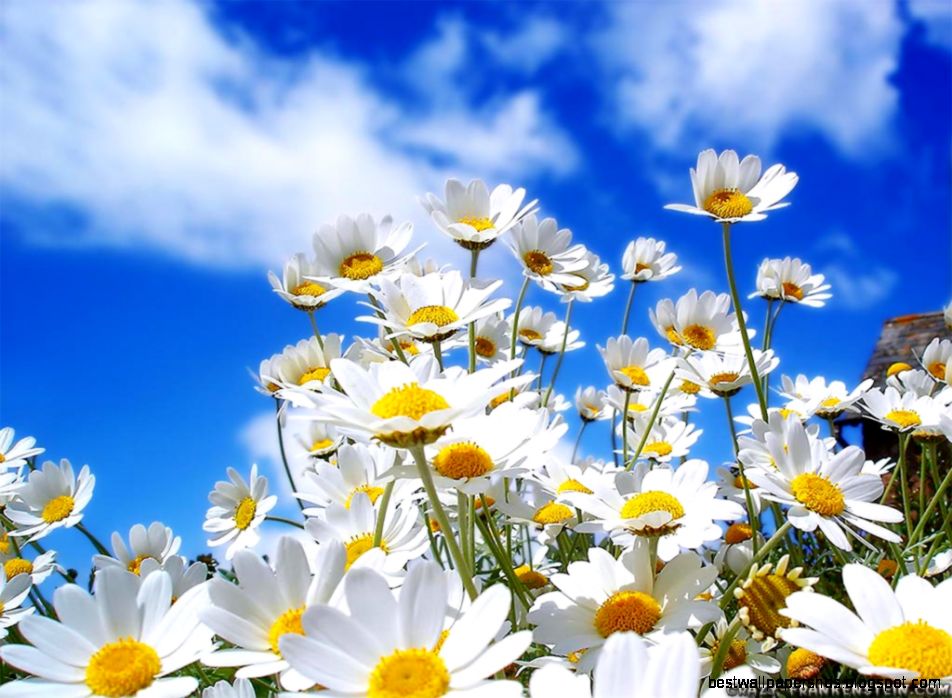 Daisy family Flower wallpapers page 2 Crazy Frankenstein Daisy family Flower wallpapers page 2 Crazy Frankenstein