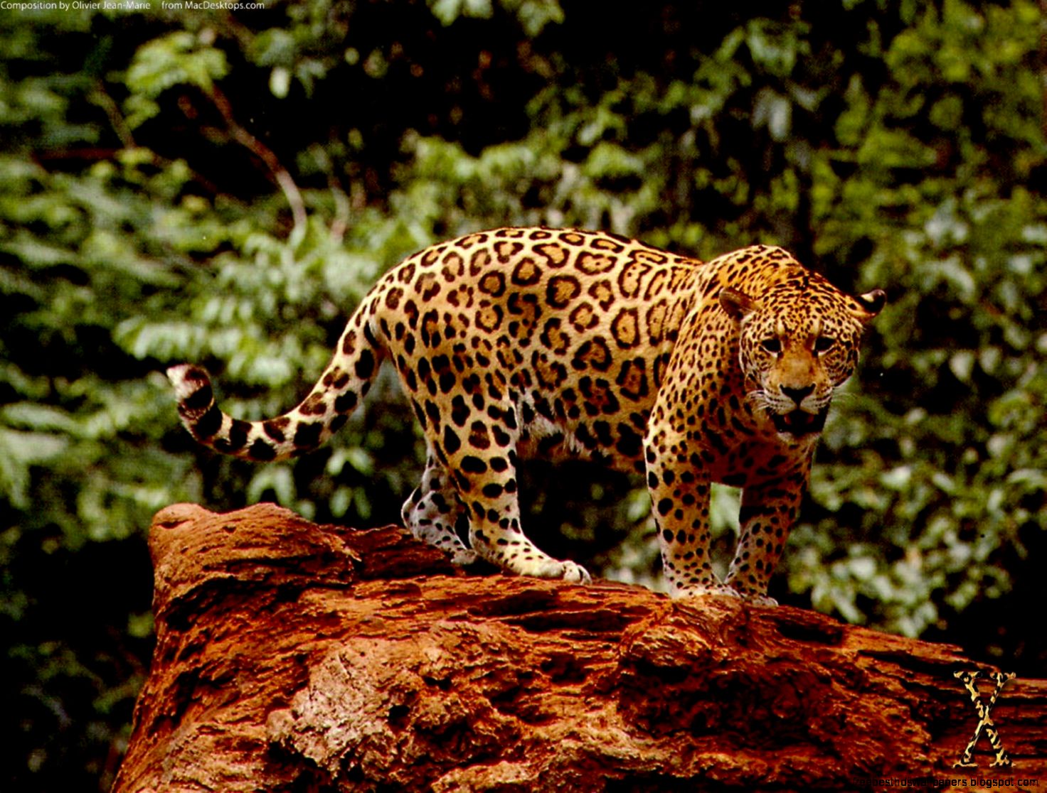Jaguar Animal Jaguar Animal
