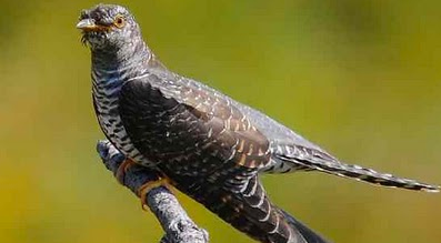 Burung Eurasian Cuckoo