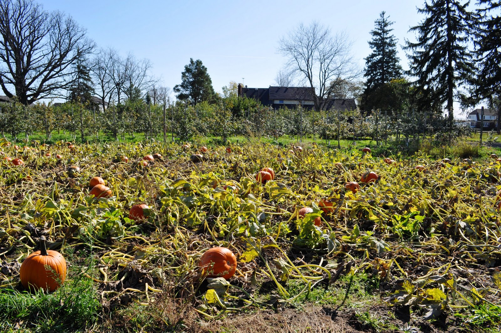 Eat It Detroit [HOT LIST] Cider mills