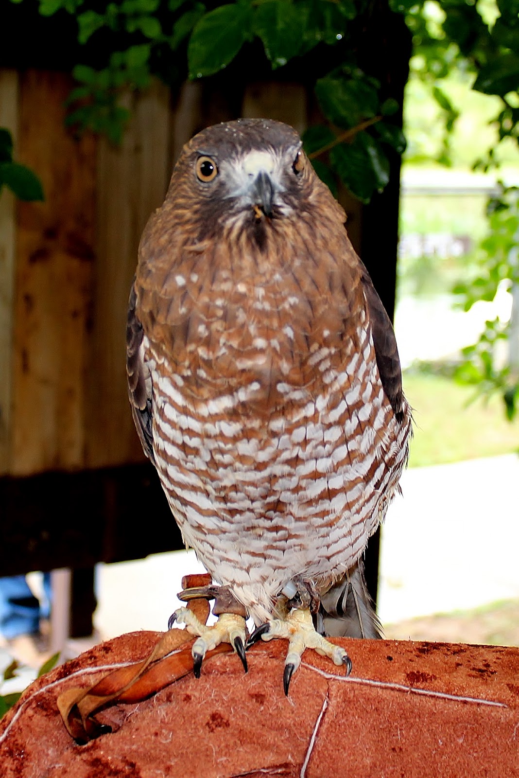 Family Fun in Pensacola Wildflife Sanctuary of NW FL