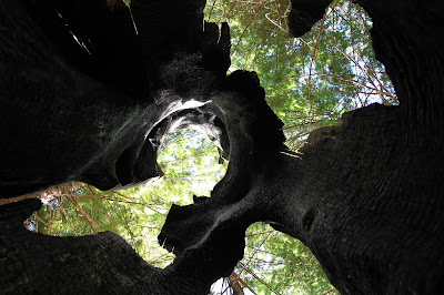 Evidence of a Fire Years Ago – A View Up Through a Burnt Out Trunk