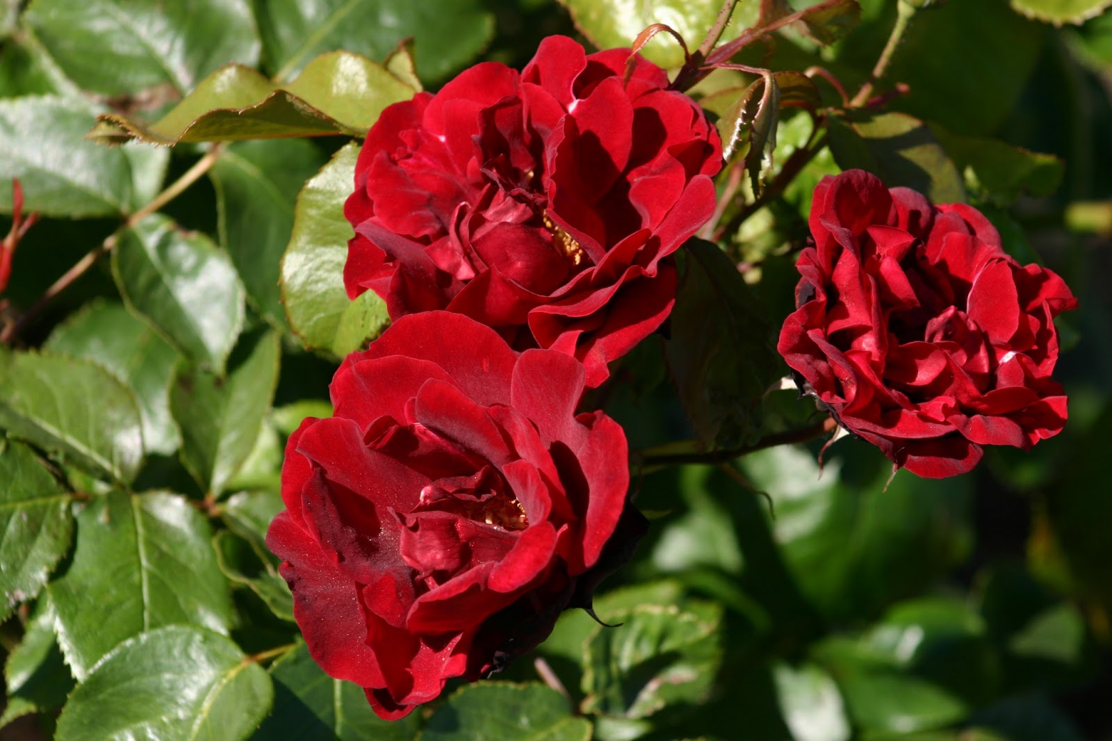 Little Farm by the Mount: Roses are Red