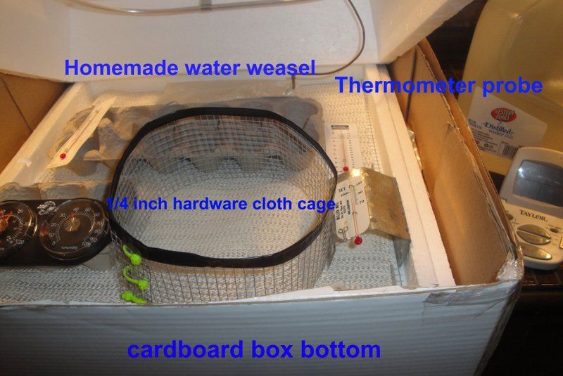 Natural Chicken Keeping Great Tricks for Using Inexpensive Incubators