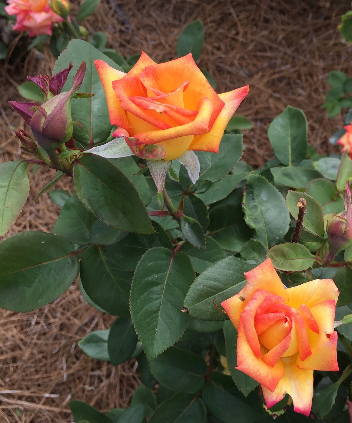 Fayetteville Rose Garden