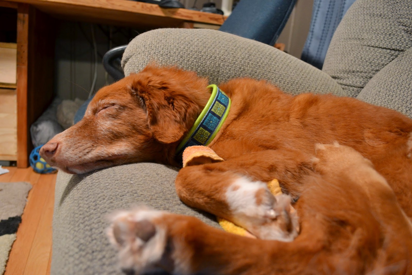 Panic Attacks Dogs Cars Method