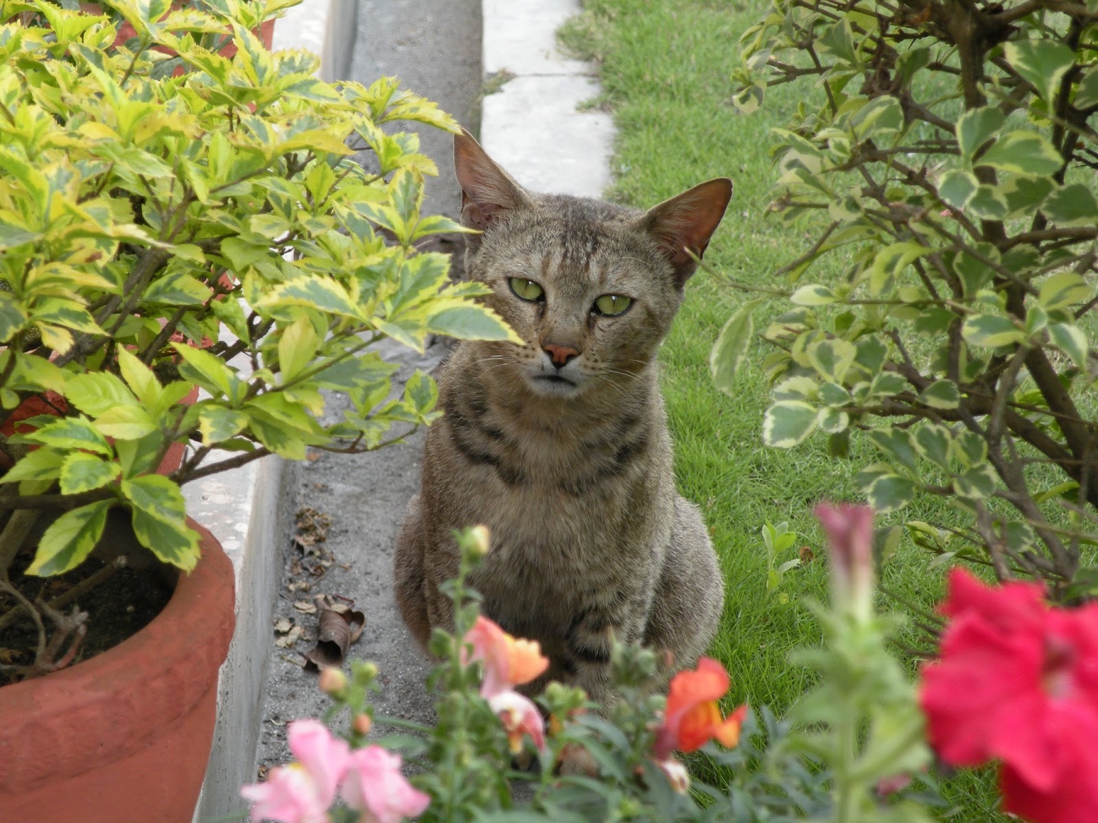 Namaste World Cats of Kathmandu