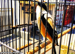 Tips Perawatan Burung Cendet yang Stres dan Giras
