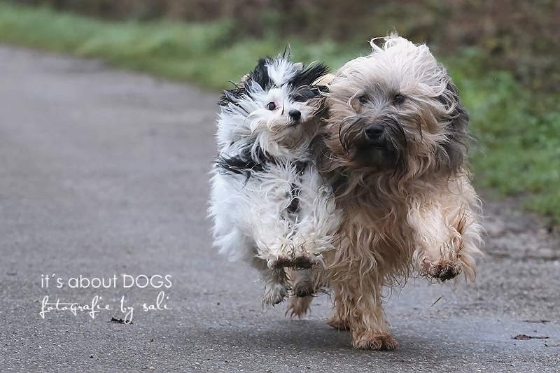 Eine Therapie mit Cortison beim Hund Erfahrungsbericht ABOUT DOGS