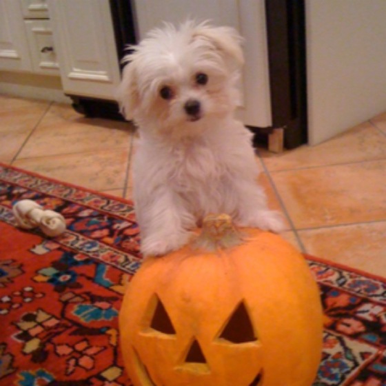 TartanTerrace Getting My Feet Wet (not to be confused with having cold