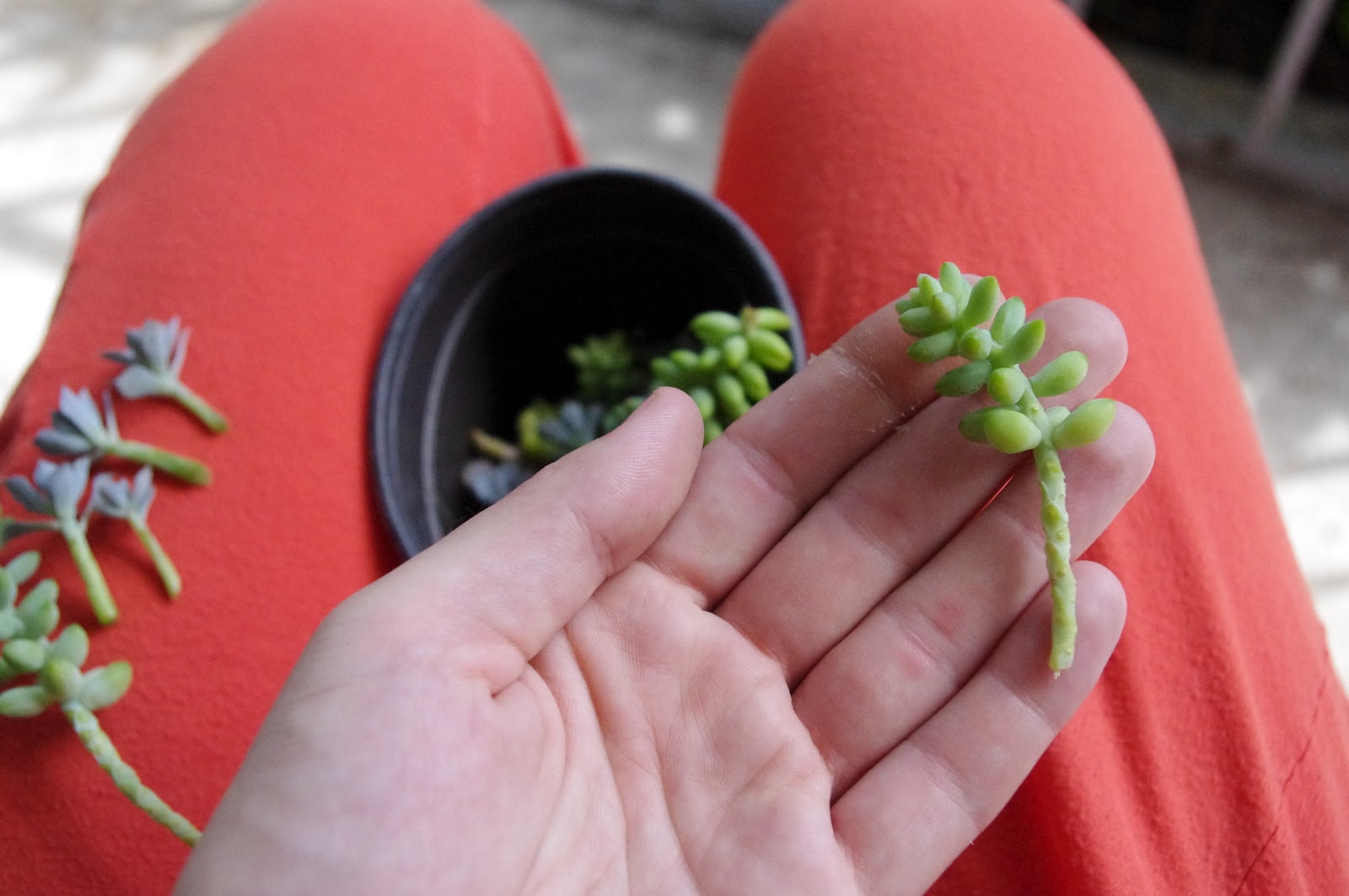 succulent potting soil