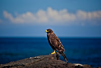 Galapagos Hawk 