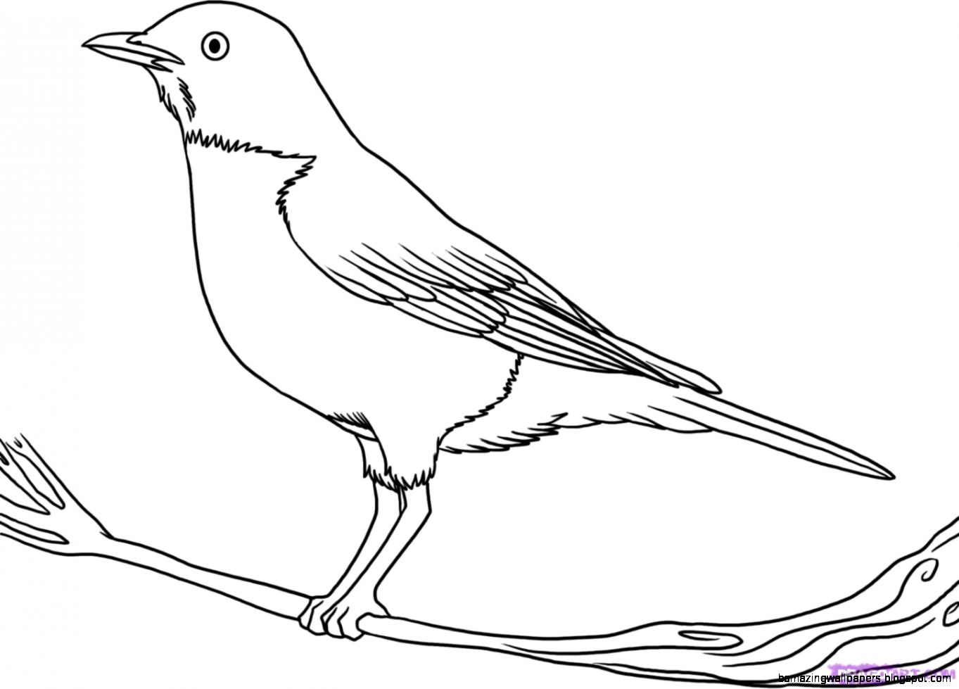 How to Draw a Robin Step by Step Birds Animals FREE Online How to Draw a Robin Step by Step Birds Animals FREE Online